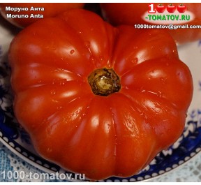 Томат МОРУНО АНТА Moruno Anta