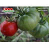 Томат МОРУНО АНТА Moruno Anta