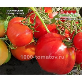 Томат МОСКОВСКИЙ СКОРОСПЕЛЫЙ