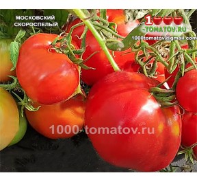 Томат МОСКОВСКИЙ СКОРОСПЕЛЫЙ