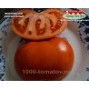 Томат МОСКОВСКИЙ СКОРОСПЕЛЫЙ