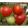 Томат НЕМЕЦКАЯ КРАСНАЯ КЛУБНИКА  Томат НЕМЕЦКАЯ КРАСНАЯ КЛУБНИКА