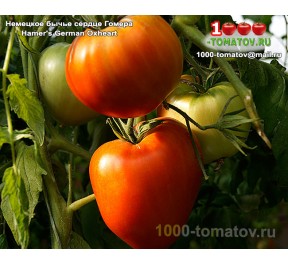 Томат НЕМЕЦКОЕ БЫЧЬЕ СЕРДЦЕ ГОМЕРА