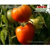 Томат НЕМЕЦКОЕ БЫЧЬЕ СЕРДЦЕ ГОМЕРА