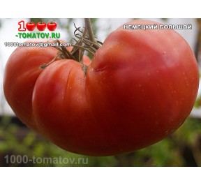 Томат НЕМЕЦКИЙ БОЛЬШОЙ