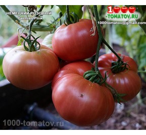 Томат НЕМЕЦКИЙ РОЗОВЫЙ  German Pink