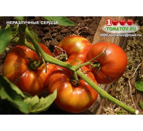 Томат НЕРАЗЛУЧНЫЕ СЕРДЦА