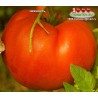 Томат НЕЖНОСТЬ