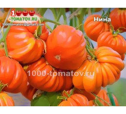 Томат НИНА