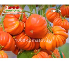Томат НИНА