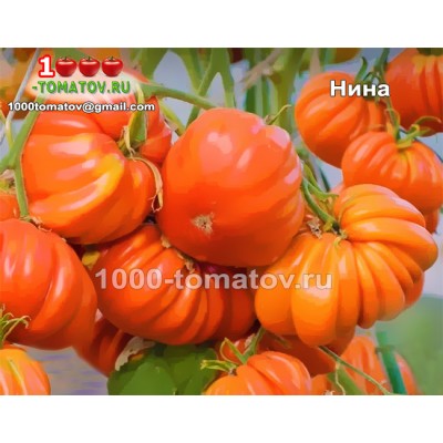 Томат НИНА