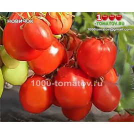 Томат НОВИЧОК