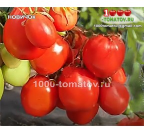 Томат НОВИЧОК