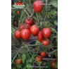 Томат ОБИЛЬНЫЕ МАСЛОВА