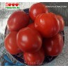 Томат ОБИЛЬНЫЕ МАСЛОВА