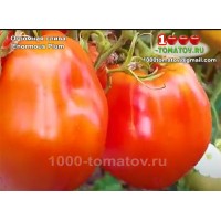 Томат ОГРОМНАЯ СЛИВА