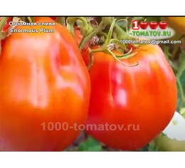 Томат ОГРОМНАЯ СЛИВА