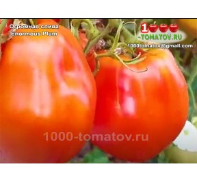 Томат ОГРОМНАЯ СЛИВА