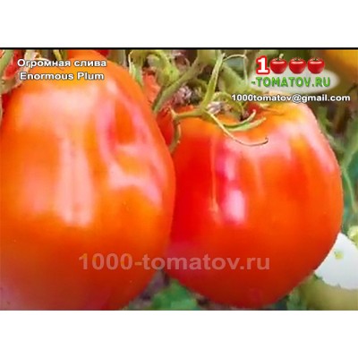 Томат ОГРОМНАЯ СЛИВА