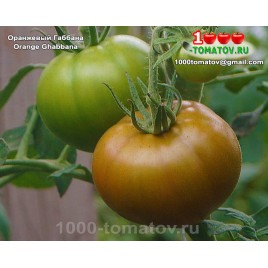 Томат ОРАНЖЕВЫЙ ГАББАНА Томат ОРАНЖЕВЫЙ ГАББАНА