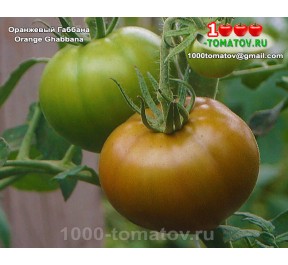 Томат ОРАНЖЕВЫЙ ГАББАНА Томат ОРАНЖЕВЫЙ ГАББАНА