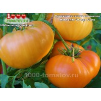 Томат ОРАНЖЕВЫЙ ГИГАНТ МЕНОНИТОВ