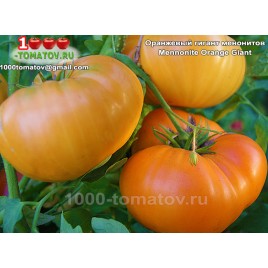 Томат ОРАНЖЕВЫЙ ГИГАНТ МЕНОНИТОВ Томат ОРАНЖЕВЫЙ ГИГАНТ МЕНОНИТОВ
