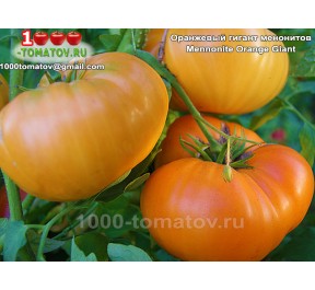 Томат ОРАНЖЕВЫЙ ГИГАНТ МЕНОНИТОВ Томат ОРАНЖЕВЫЙ ГИГАНТ МЕНОНИТОВ