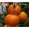 Томат ОСЕННИЙ МОТИВ Томат ОСЕННИЙ МОТИВ