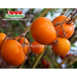 Томат ОСЕННИЙ МОТИВ