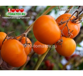 Томат ОСЕННИЙ МОТИВ
