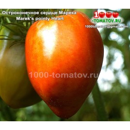 Томат ОСТРОКОНЕЧНОЕ СЕРДЦЕ МАРЕКА 