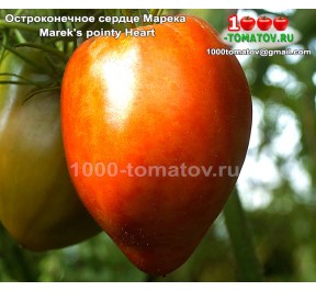 Томат ОСТРОКОНЕЧНОЕ СЕРДЦЕ МАРЕКА 