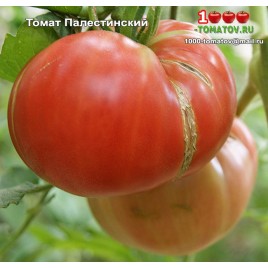Томат ПАЛЕСТИНСКИЙ