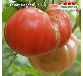Томат ПАЛЕСТИНСКИЙ