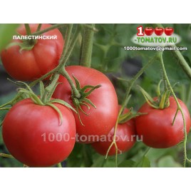 Томат ПАЛЕСТИНСКИЙ Томат ПАЛЕСТИНСКИЙ