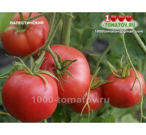 Томат ПАЛЕСТИНСКИЙ Томат ПАЛЕСТИНСКИЙ