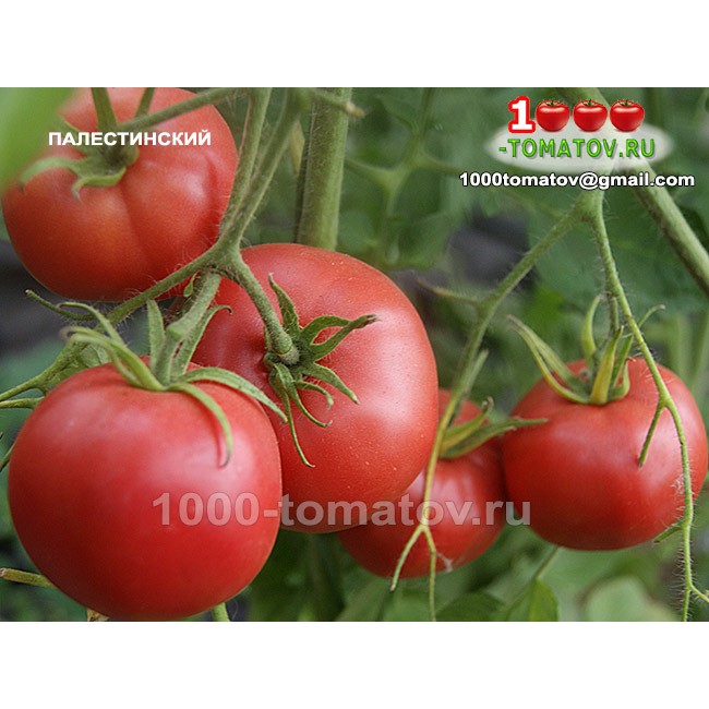 Томат ПАЛЕСТИНСКИЙ Томат ПАЛЕСТИНСКИЙ