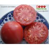 Томат ПАМЯТИ КОРНЕЕВА Томат ПАМЯТИ КОРНЕЕВА