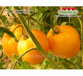 Томат ПАСТЕЛЬНОЕ ОРАНЖЕВОЕ СЕРДЦЕ