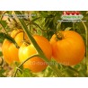 Томат ПАСТЕЛЬНОЕ ОРАНЖЕВОЕ СЕРДЦЕ