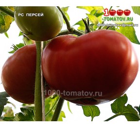 Томат РС ПЕРСЕЙ
