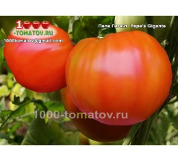 Томат ПЕПЕ ГИГАНТ
