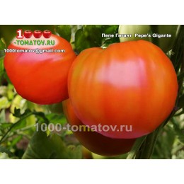 Томат ПЕПЕ ГИГАНТ