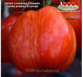 Томат ПЕПЕР СТРАЙПЕД СТАФФЕР