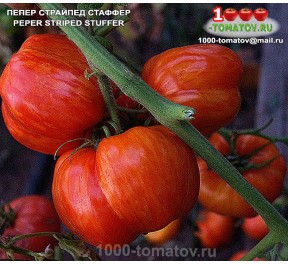 Томат ПЕПЕР СТРАЙПЕД СТАФФЕР