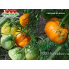 Томат ПЕРСИК ИЗ РИГИ