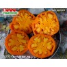 Томат ПЕРСИК ИЗ РИГИ