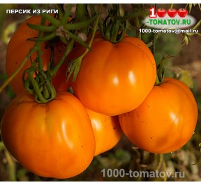 Томат ПЕРСИК ИЗ РИГИ