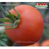 Томат ПЕРСИК ОРАНЖЕВЫЙ Томат ПЕРСИК ОРАНЖЕВЫЙ